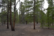 Thumbnail Photo of 900 Mountain Pines Court