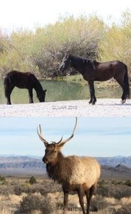 4 Lonesome Elk Rd, Las Vegas, NV